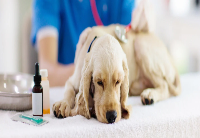 10 Things You Should Never Do at the Vet’s Office in 2025 🐾🚫