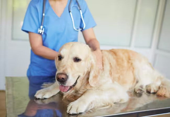 2025 Vet Guide: 10 Reasons Your Pet Might Need a Rectal Exam 🩺🐾