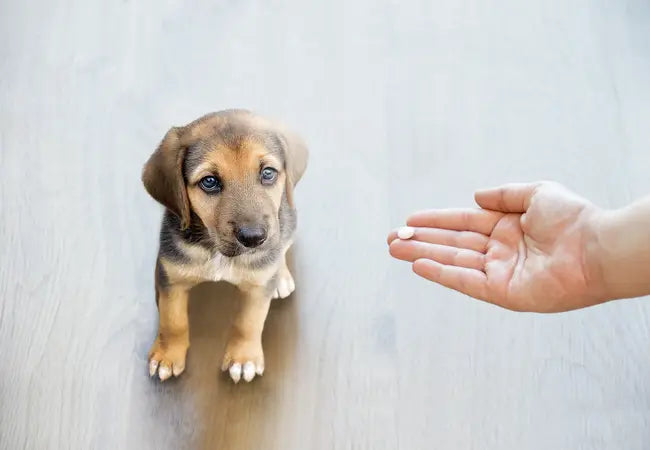 2025 Vet Guide: Galliprant® (Grapiprant) for Dogs—Uses, Safety & Monitoring 🐶💊