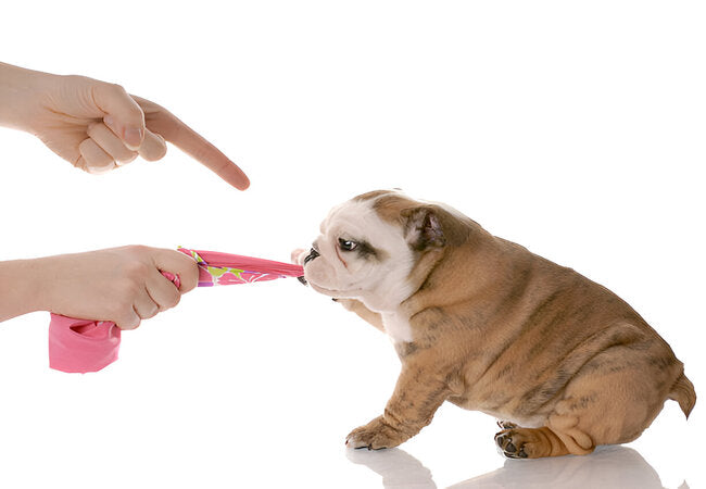 2025 Vet Guide: How to Stop Puppy Chewing – Safe Habits, Training & Prevention 🐶🦴