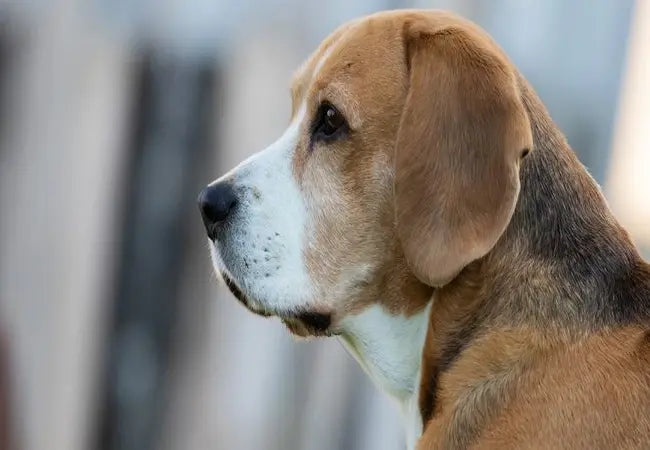 2025 Vet Guide: Understanding & Managing Dog Seizures 🐕⚕️⚡