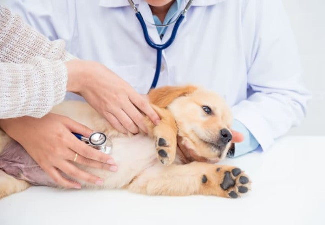 2025 Vet Guide to Canine Aortic Stenosis 🩺🐾