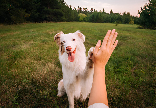 2025 Vet Insight: How to Read Dog Body Language—Vet‑Approved Guide 🐶🧠