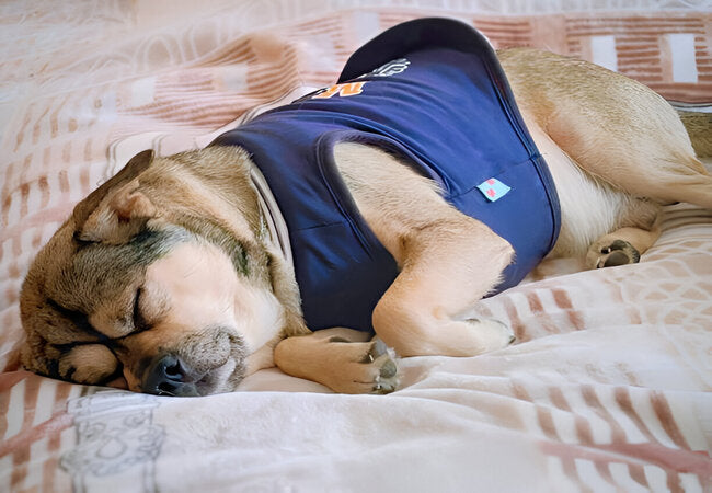 2025 Vet Insight: Why Do Dogs Pant? Cooling, Emotions & Health🐶