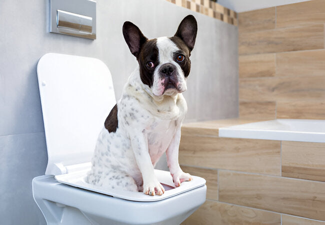 2025 Vet Insight: Why Dogs Look at You When They Poop—Trust, Protection & Potty Cues 🐶💩