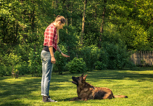 3 Dog Behaviors You Can Accidentally Untrain: A Vet Approved Guide for 2025 🐶🐾