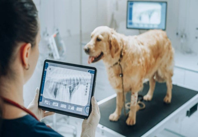 5 Vet‑Approved Holiday Tips Your Veterinarian Wants You to Know in 2025 🎁🐾