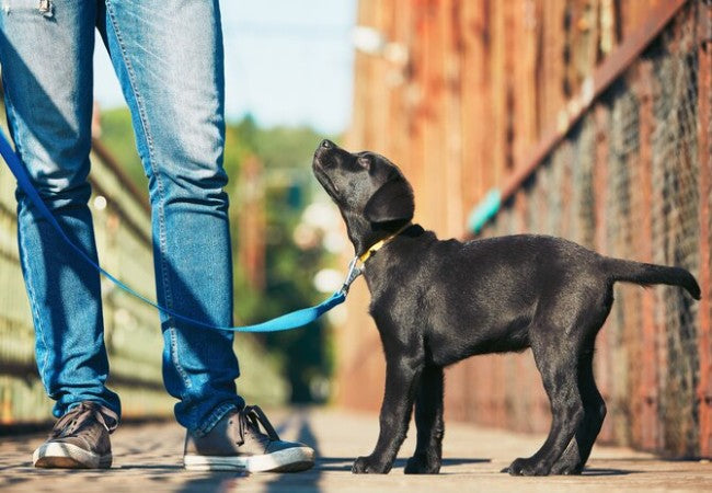 6 Common Puppy Actions 2025: Vet Reviewed Guide to What Their Quirks Mean 🐶💡
