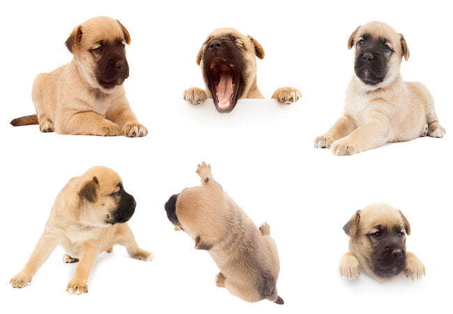 6 Common Puppy Actions and What They Mean in 2025 – Vet‑Approved Insights by a Vet 🐶🧠