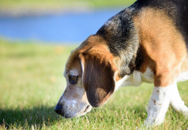 6 Ways to Help Your Old Dog Feel Young in 2025: Vet‑Approved Tips 🐾🌟