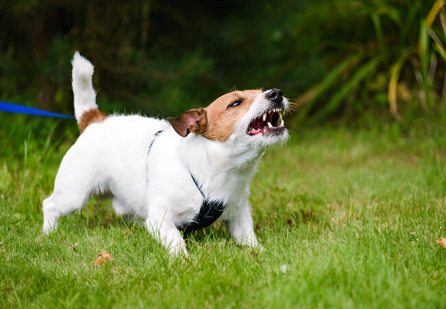 7 Dangers of Not Socializing Your Dog in 2025 – Vet‑Approved Insights & Guidance 🐶🚫