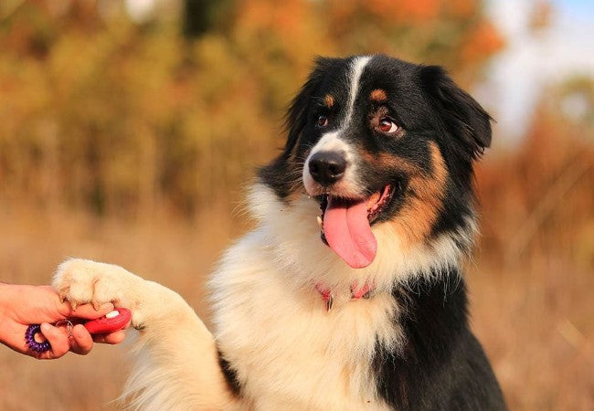 A Vet’s Guide: Balanced Training vs Positive Reinforcement (2025) 🐾