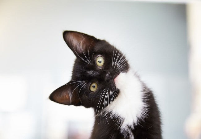 A Vet’s Guide: Should I Rescue a Cat from a Shelter or Buy from a Breeder? (2025) 🐱🐾