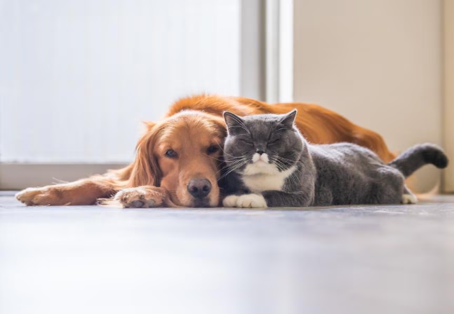 A Vet’s Guide to Cosequin vs Dasuquin: Choosing the Best Joint Supplement (2025) 🦴🐶