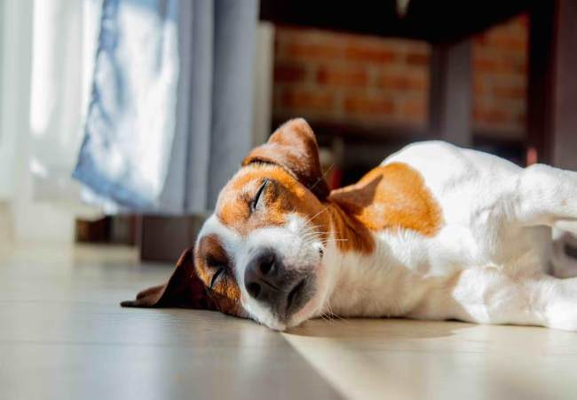 A Vet’s Guide to Melatonin for Dogs: Benefits, Dosage & Safety in 2025 🌙🐶