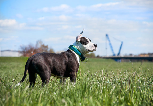 Am. Staffordshire Terrier Guide: Health, Training & Care 🐶✨