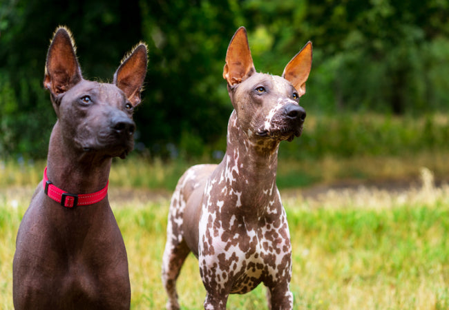 American Hairless Terrier Guide: Skin Care & Health Tips 🐶✨