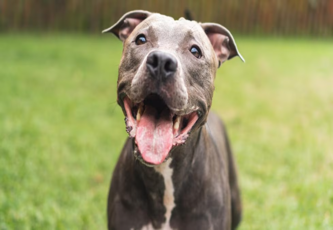 American Pit Bull Guide: Care, Behavior & Health for Loyal Athletes 🐶✨