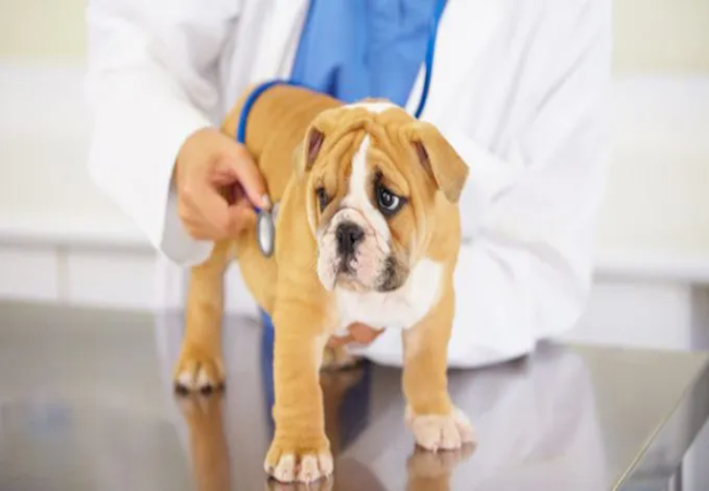 Aortic Thromboembolism in Dogs: 2025 Vet Guide 🩺🐾