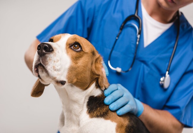 Ascariasis in Dogs: Veterinary Guide & Prevention 2025 🐛🩺🐾
