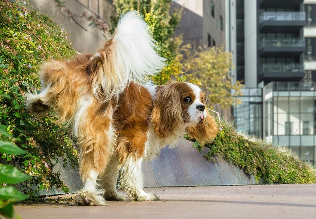 Vet Insight: Hyposthenuria in Dogs 2025 🐶💧