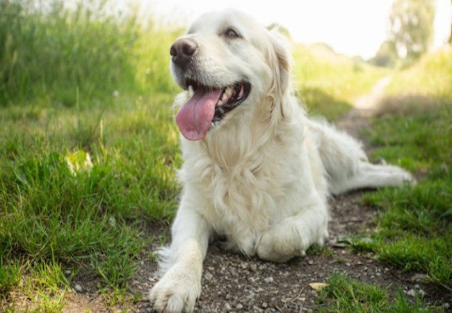 Atrial Premature Complexes in Dogs: 2025 Vet Guide 🩺🐾