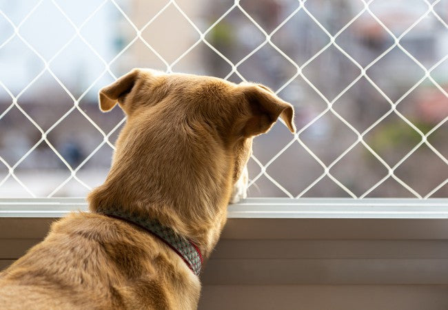Barrier Frustration in Dogs 2025: Vet Guide to Reduce Fence Rage 🐶🚧