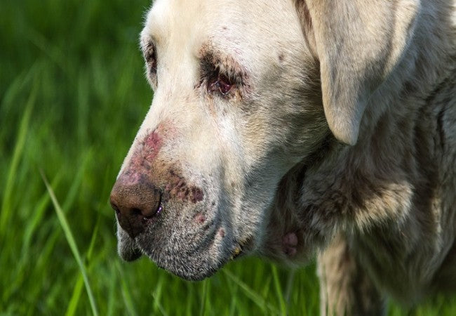 Basal Cell Tumors in Dogs: Vet-Approved Causes, Symptoms & Treatments (2025 Guide) 🐶💊