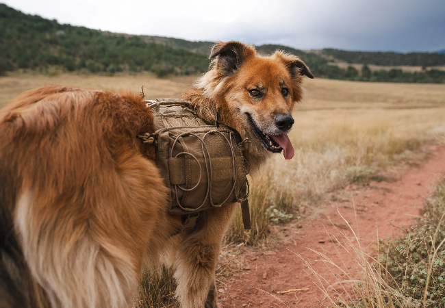 best dog backpack harness for hiking FLAdorepet Self Carry Bag with Leash Dog Poop Bag,M The rear leash attachment point and padded handle provide ultimate support and control on even the most difficult terrain Kurgo Big Baxter Dog Backpack