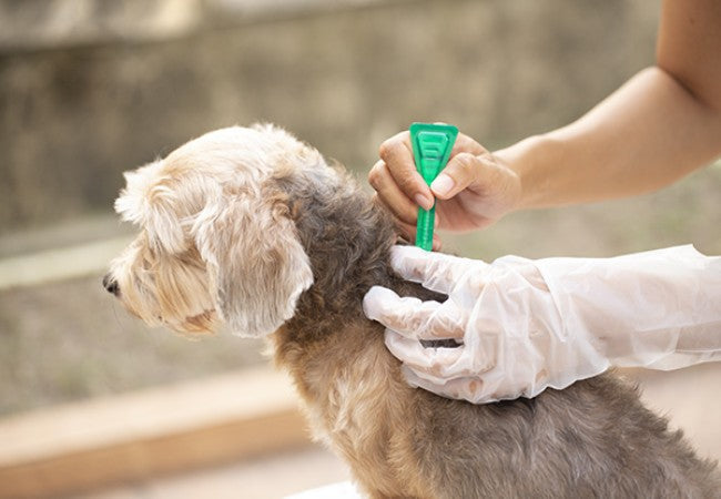 Best Flea & Tick Medications 2025: Vet Approved Chews & Collars 🐶🛡️