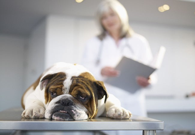 Bladder Cancer in Dogs: Vet-Approved Causes, Symptoms & Treatments (2025 Guide) 🐶💊