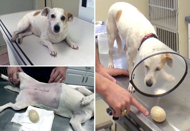 Calcium Phosphate Urolithiasis in Dogs Veterinary Care & Prevention Guide 2025 🩺🐾