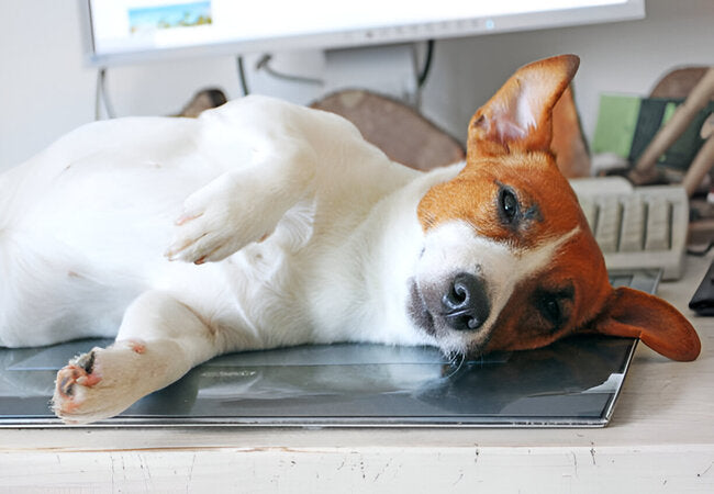 Can Dogs Have Panic Attacks? Vet-Approved Answers & Solutions 2025 ✅🐶💥