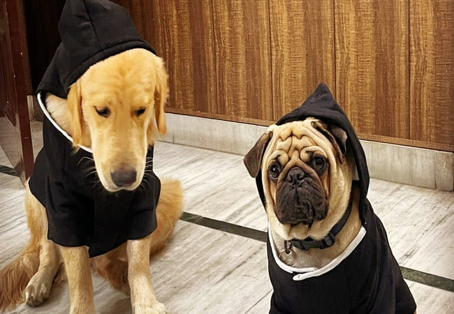 Can Dogs Tell the Difference Between Dogs and Other Animals in 2025 – Vet‑Approved Insights on Canine Recognition 🐶🧩