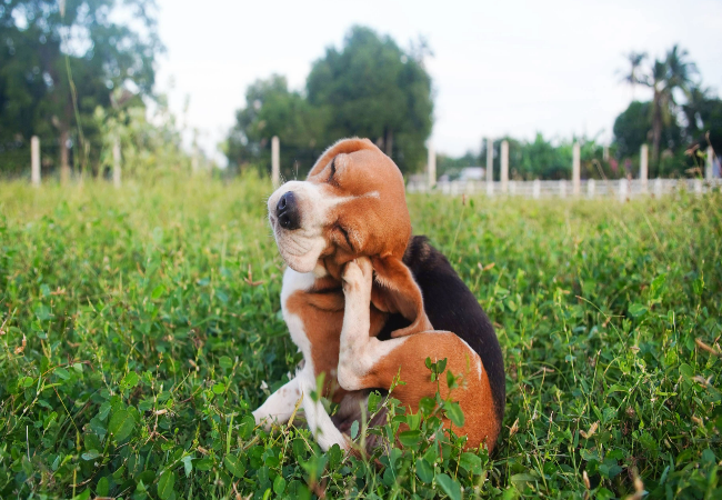 Can You Reapply Flea Treatment Early? Vet Backed Safety & Timing Guide 2025 🐞🐶