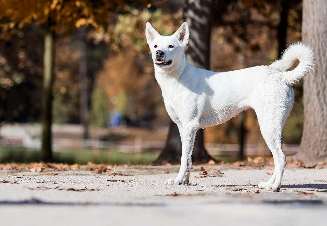 Canaan Dog 2025 Guide: History, Care & Training 🐕🦺