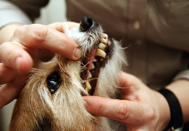 Canine Fractured Teeth in 2025: Vet-Approved Guide  🦷🐾
