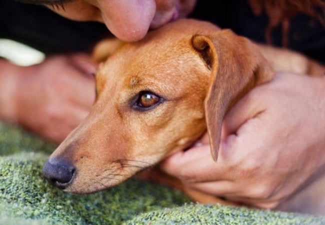 Canine Head Tilt & Vestibular 101: Vet Insights for 2025 🩺🐶