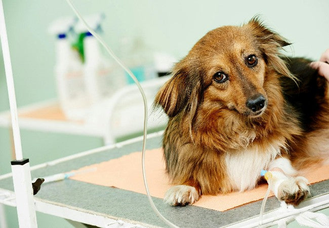 Canine Heart Attack (Myocardial Infarction) 2025: A Vet’s Comprehensive Guide 🩺🐾