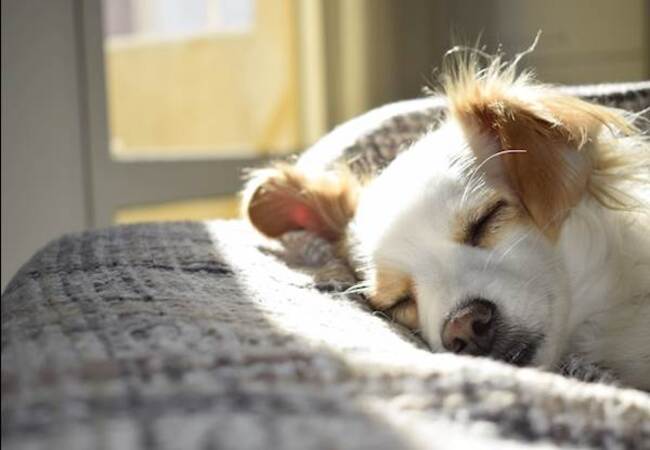 Canine Metabolic Acidosis in 2025 Vet Guide: Clear Causes, Care & Hope 🩺🐕