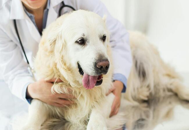 Vet’s 2025 Guide to Canine Pericardial Effusion Understanding Cardiac Tamponade & Care🐾🩺