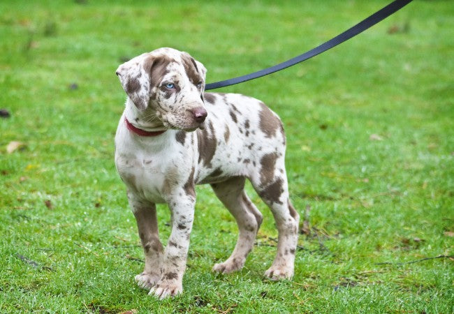 Catahoula Leopard Dog 2025 Guide: Care & Training 🐾