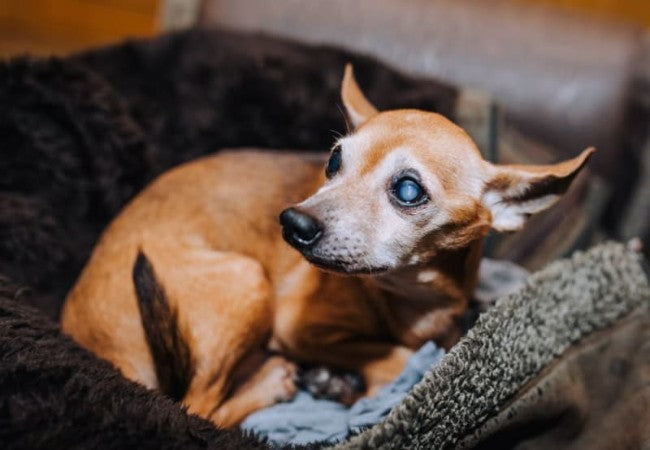 Cataracts in Dogs 2025: Vet’s Guide to Recognition, Treatment & Natural Support🩺🐾