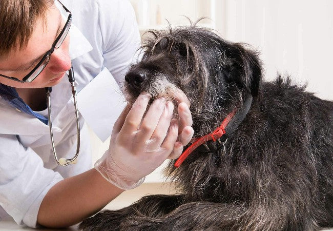Chondrosarcoma in Dogs: Vet-Approved Causes, Symptoms & Treatments (2025 Guide) 🩺🐶🧠