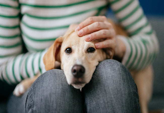 Comforting a Scared Dog: Vet Advice on the Right Response 🐶✨