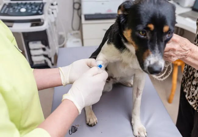 Comprehensive 2025 Vet‑Approved Guide to Canine Chemodectoma 🩺🐶