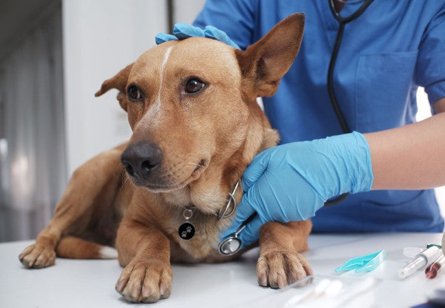 Comprehensive Canine Atherosclerosis Guide for 2025: A Veterinarian's Breakdown 🩺🐾