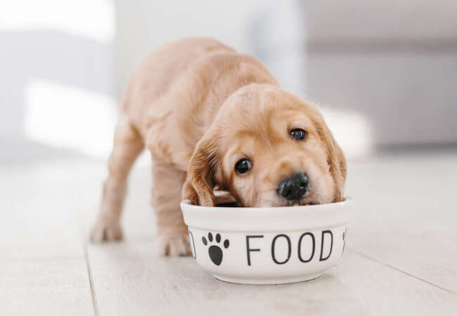 Stop Canine Overeating Naturally (2025): Vet-Approved Methods 🥦🐶