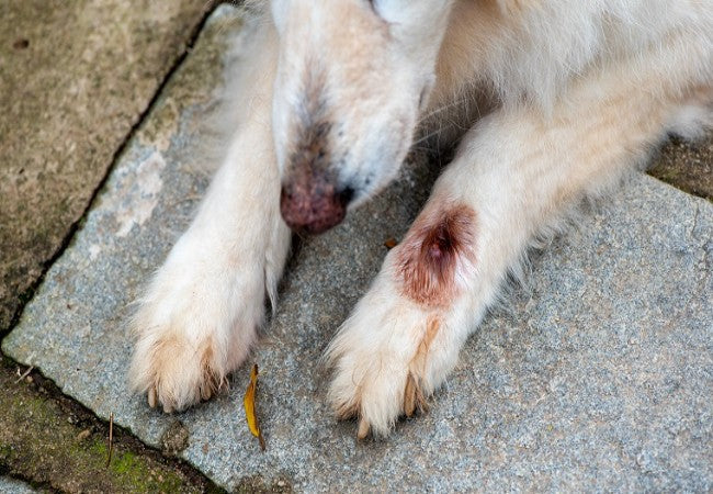 Cuterebriasis in Dogs: Vet-Approved Causes, Symptoms & Treatments (2025 Guide) 🩺🐶