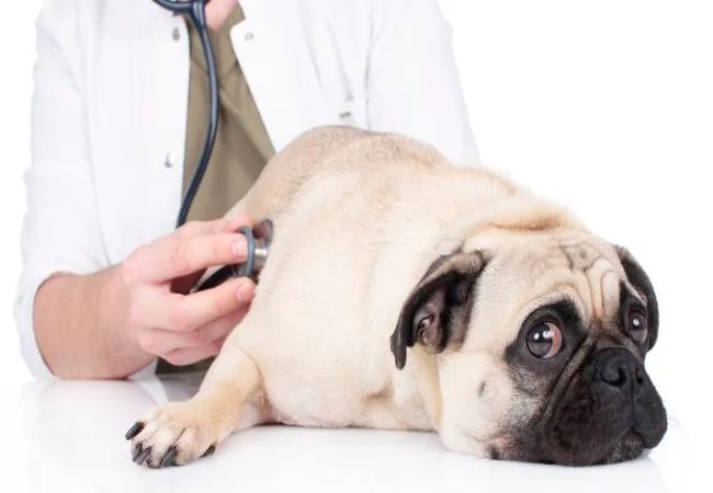 Digoxin Toxicity in Dogs: 2025 Vet Guide 🩺🐶